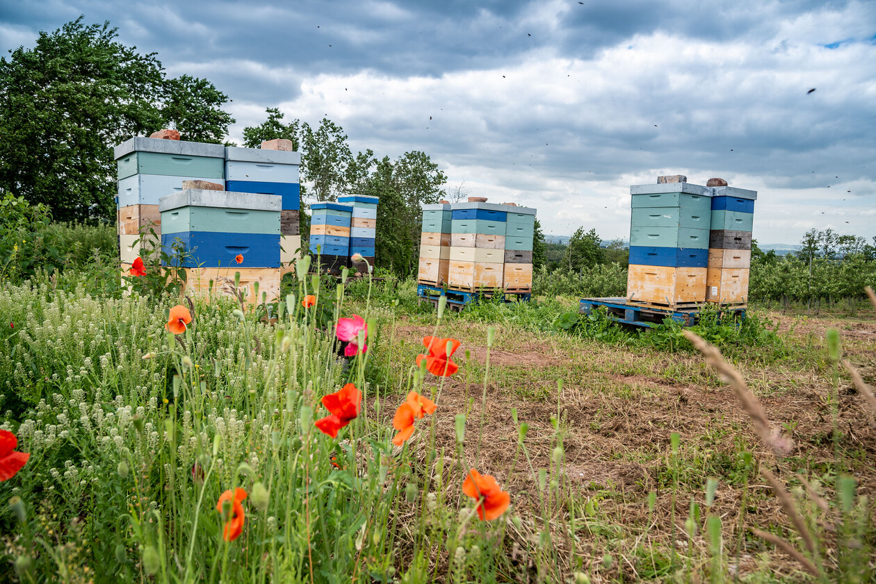 DSC6830jpgFresh-Market-Update-M S-beehives-[TIF-30015682665].jpg