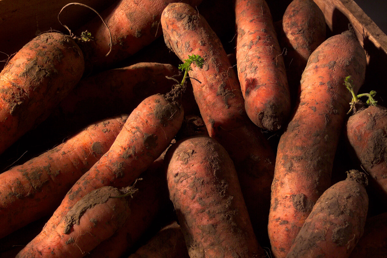 Carrots1.jpg