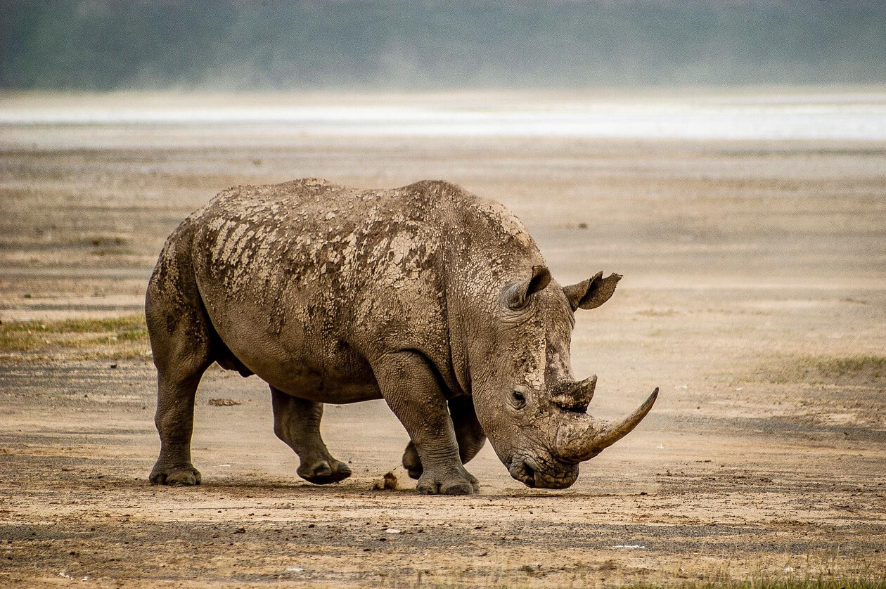 Location-Photography-Rhino-Lake-Naivasha-Kenya.jpg